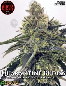 Quarantine Buddy (feminized) - Elev8 Seeds