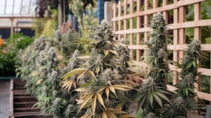 Top 5 Reasons To Grow Fast(Space)Flowering Seeds – Top 5 Reasons To Grow Fast(space)Flowering Seeds
