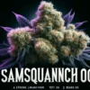 Samsquanch Og (autoflower) - Mephisto Genetics
