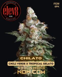 Chilato (feminized) - Elev8 Seeds