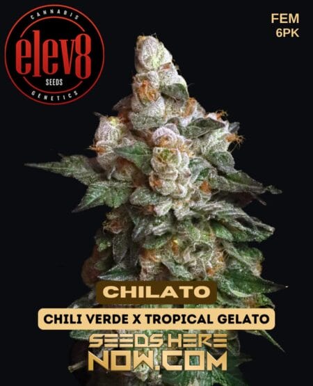 Chilato (Feminized) (space) Elev8 Seeds