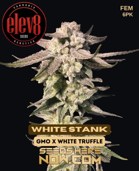 Elev8 Seeds - White Stank {fem} [6pk]