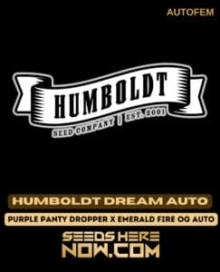 Humboldt Dream Auto (autoflower) - Humboldt Seed Company