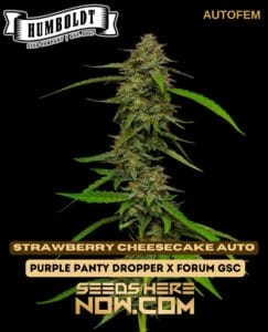 Strawberry Cheesecake Auto (autoflower) - Humboldt Seed Company