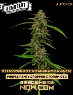 Humboldt Seed Company - Strawberry Cheesecake Auto {AUTOFEM}Humboldt Seed Company - Strawberry Cheesecake Auto {AUTOFEM}