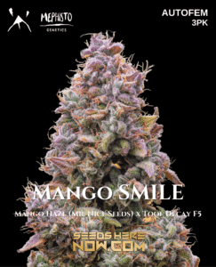 Mango smile (autoflower) - mephisto genetics
