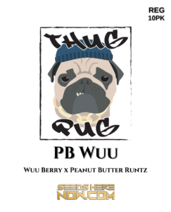 Pb Wuu (regular) - Thug Pug Genetics