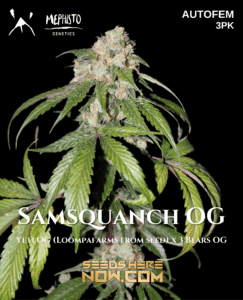 Samsquanch Og (autoflower) - Mephisto Genetics