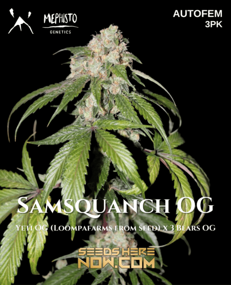 Mephisto Genetics - Samsquanch Og