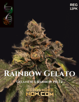 Green Fire Genetics - Rainbow Gelato {REG} [12pk]