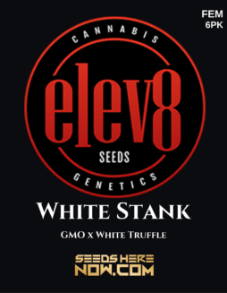 Elev8 Seeds - White Stank {FEM} [6pk]