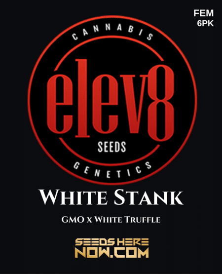 - Elev8 Seeds - White Stank {Fem} [6Pk]