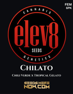 Elev8 Seeds - Chilato {FEM} [6pk]