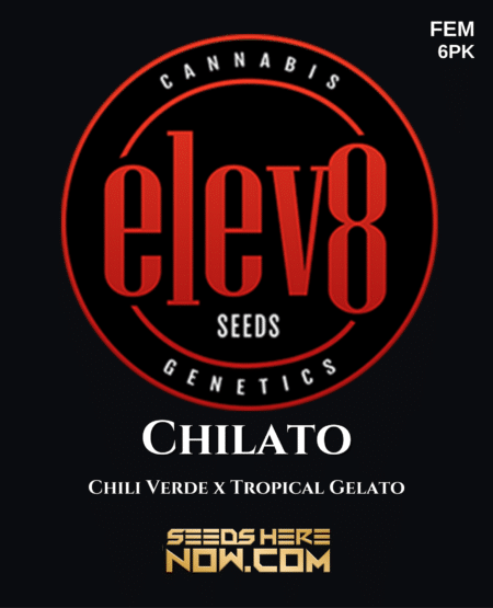 - Elev8 Seeds - Chilato {Fem} [6Pk]