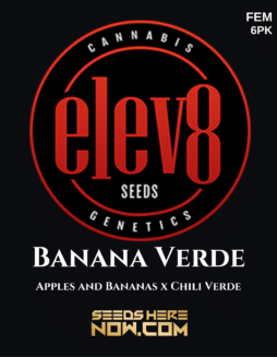 Elev8 Seeds - Banana Verde {FEM} [6pk]