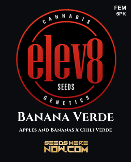 - Elev8 Seeds - Banana Verde {Fem} [6Pk]
