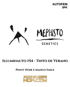 Illuminauto #54-tinto de verano (autoflower) - mephisto genetics