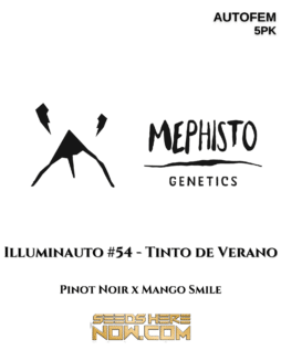 Mephisto Genetics - Illuminauto #54 - Tinto de Verano {AUTOFEM} [5pk]