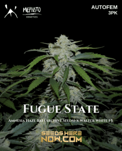 Fugue State (autoflower) - Mephisto Genetics