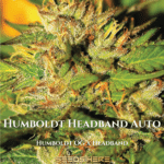 Humboldt Headband (Autoflower) - Humboldt Seed Company
