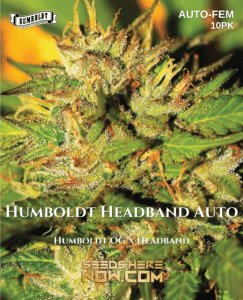 Humboldt headband auto (autoflower) - humboldt seed company