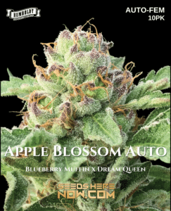 Apple blossom auto (autoflower) - humboldt seed company