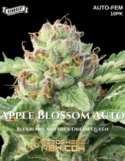 Humboldt Seed Company - Apple Blossom Auto {AUTOFEM} [10pk]Apple Blossom Auto