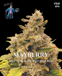 Mayberry (feminized) - dj short seeds/blue star seeds