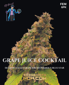 Grape Juice Cocktail (Feminized) - DJ Short Seeds/Blue Star Seeds