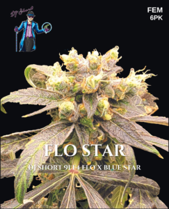 Flo Star (Feminized) - DJ Short Seeds/Blue Star Seeds