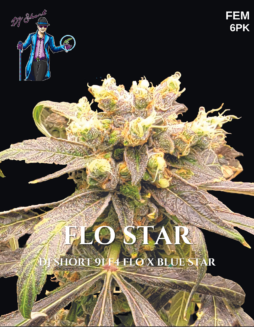 DJ Short Seeds/Blue Star Seeds - Flo Star {FEM} [6pk]