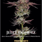 Jelly Donutz (Feminized) - Humboldt Seed Company