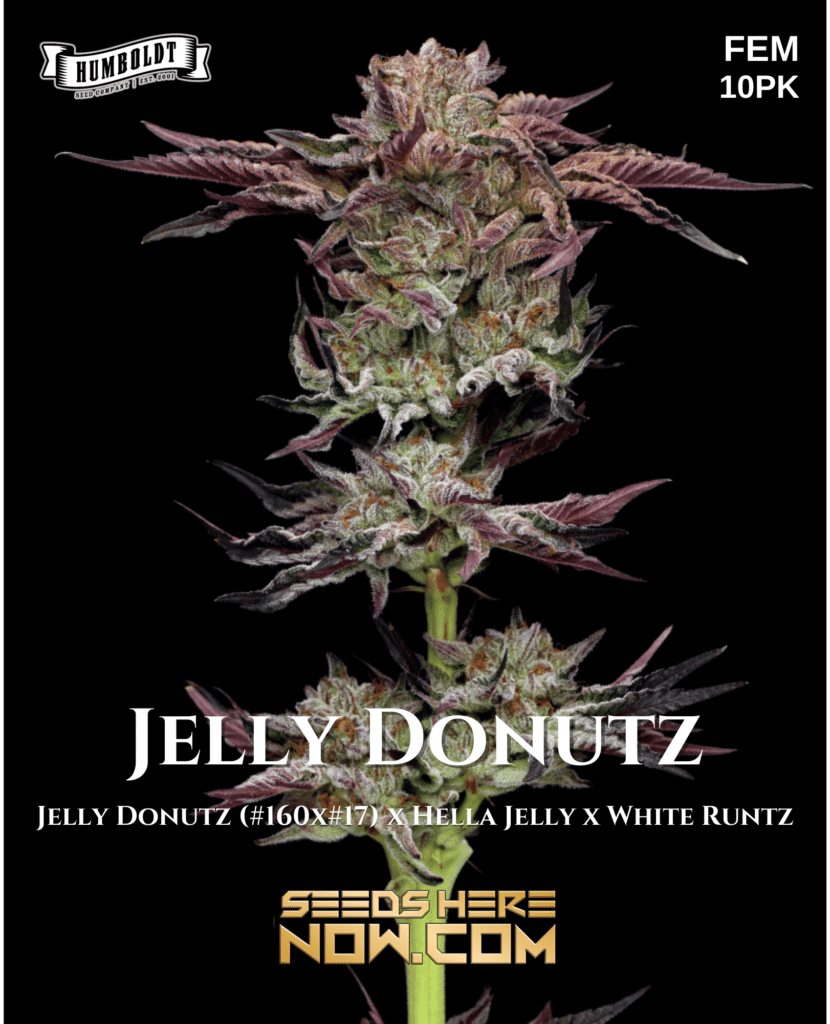 Humboldt Seed Company Jelly Donutz {FEM} [10pk] Seeds Here Now