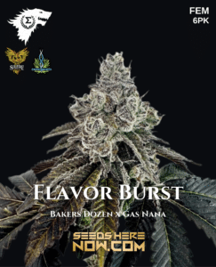Flavor Burst (Feminized) - Sigma