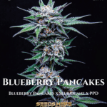 Blueberry Pancakes (Feminized) - Humboldt Seed Company