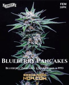 Blueberry Pancakes (Feminized) - Humboldt Seed Company