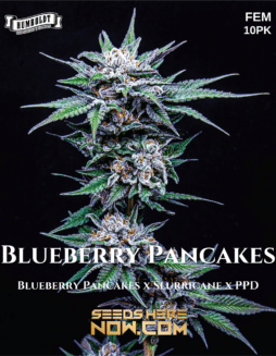 Humboldt Seed Company - Blueberry Pancakes {FEM} [10pk]