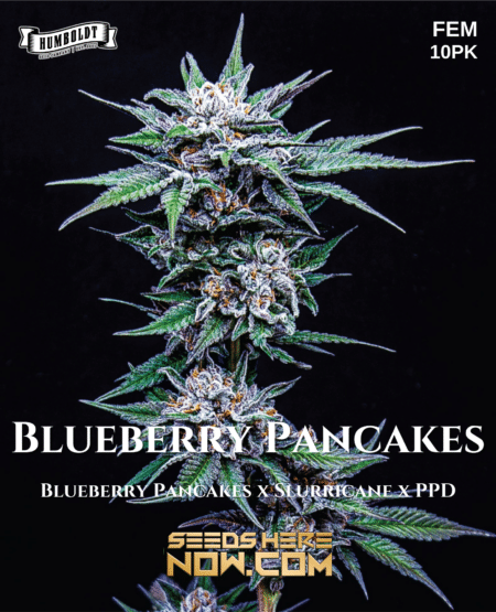 - Humboldt Seed Company - Blueberry Pancakes {Fem} [10Pk]