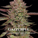 Gazzurple (Feminized) - Humboldt Seed Company