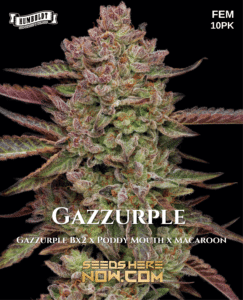Gazzurple (feminized) - Humboldt Seed Company