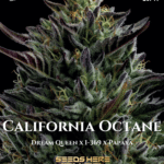 California Octane (Feminized) - Humboldt Seed Company