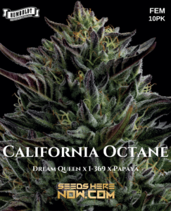 California Octane (Feminized) - Humboldt Seed Company
