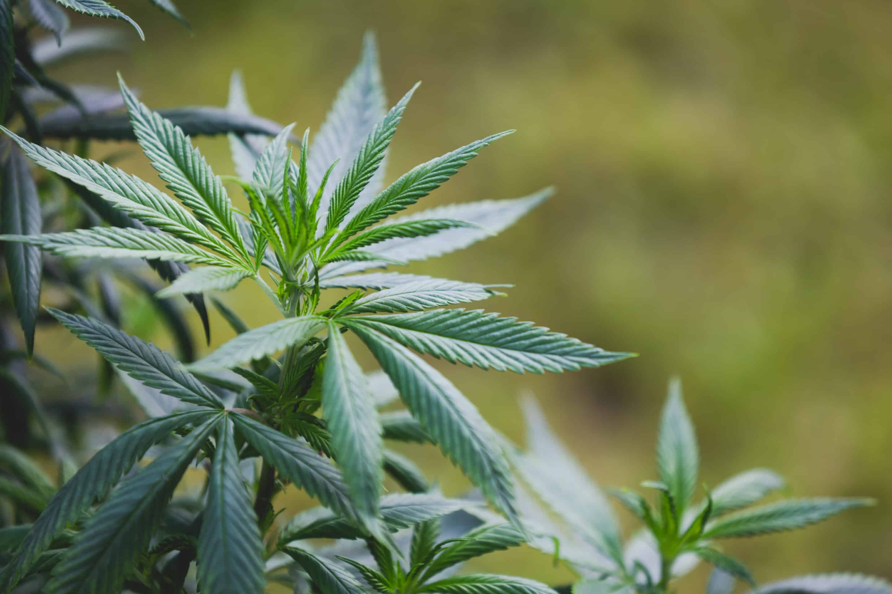 Cannabis Plant Leaves