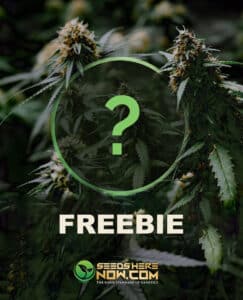 ($200-$300 Cart Total)  - Freebie – {distribution Choice Plus + 1 Other Gift}