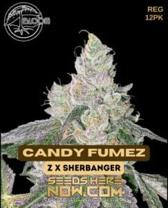 Candy Fumez (regular) - Bloom Seed Co.