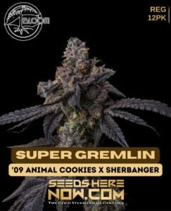 Super Gremlin (regular) - Bloom Seed Co.