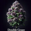 Double Grape (autoflower) - Mephisto Genetics