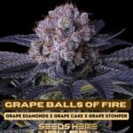 Grape Balls Of Fire (Feminized) - Ethos Genetics