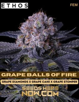 Ethos Genetics - Grape Balls Of Fire {FEM}Ethos Genetics - Grape Balls Of Fire {FEM}