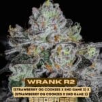 Wrank R2 (Feminized) - Ethos Genetics